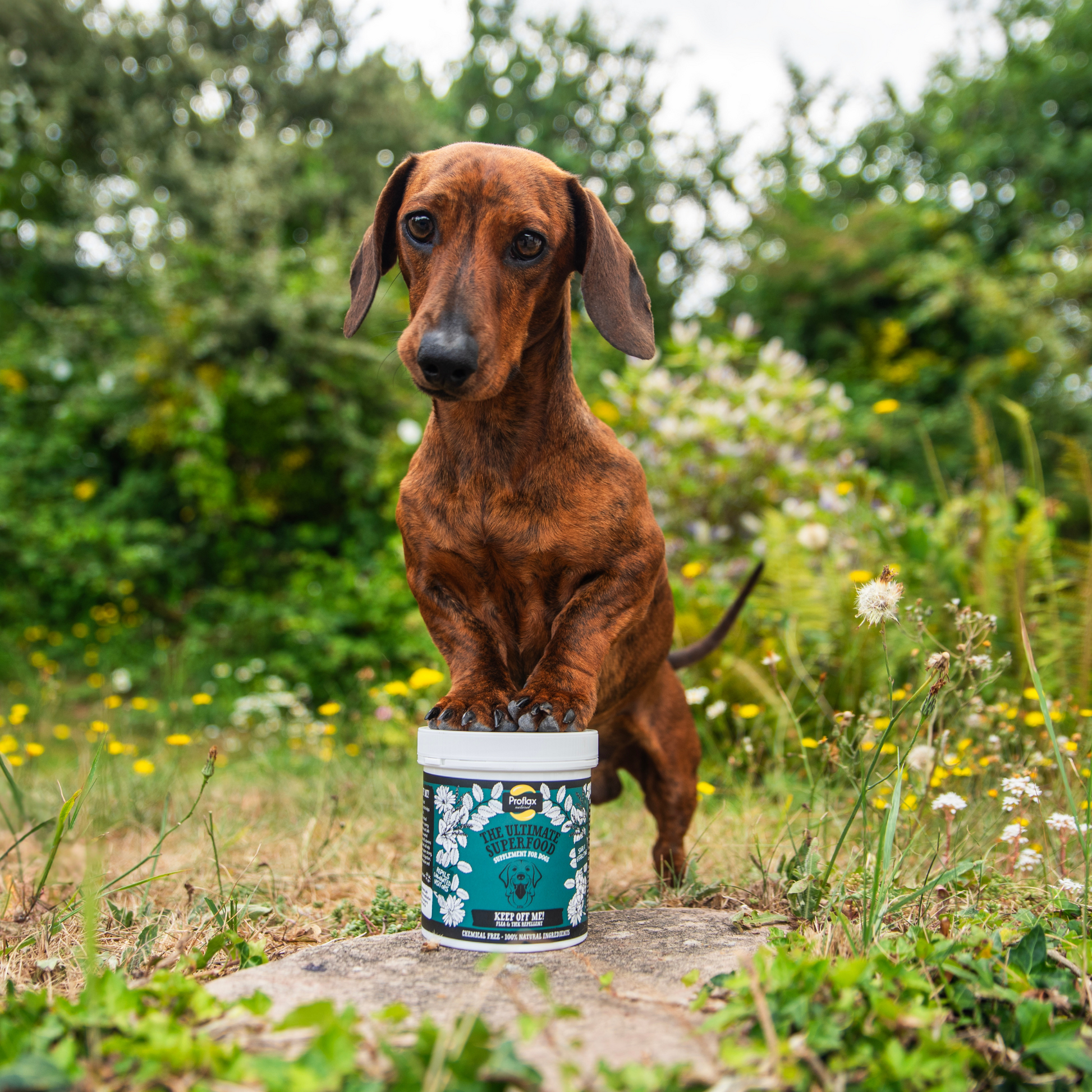 Proflax Keep Off Me Powder for Dogs 100 Natural Holistic Oil Herbal Supplements Fast Acting Approved By Vets Loved By Pets