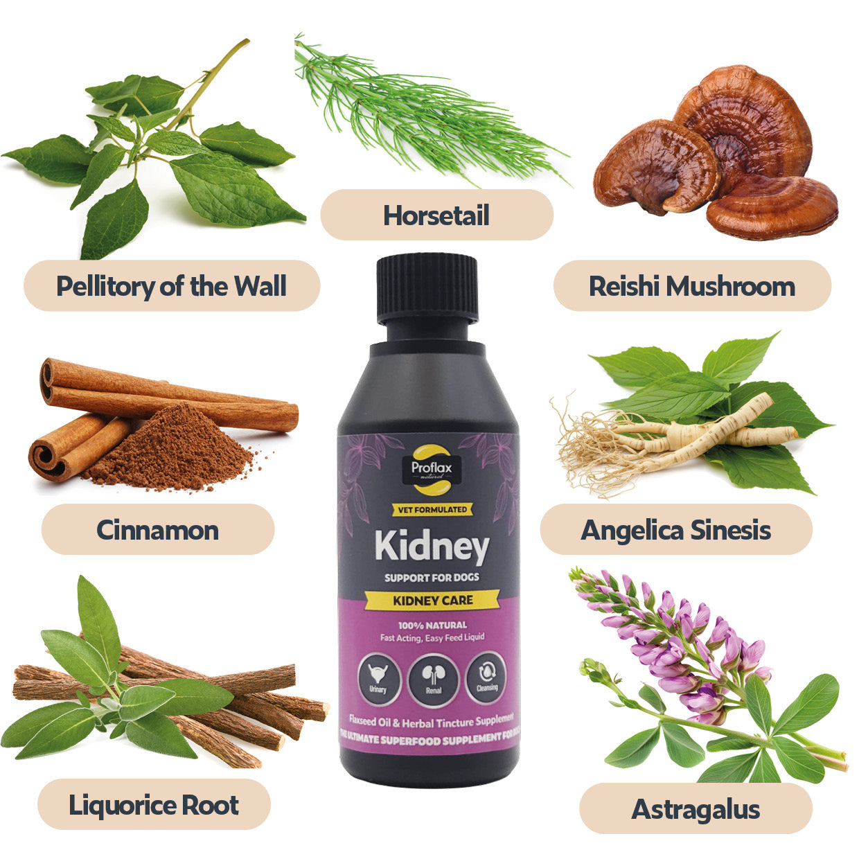 Kidney & Urinary Support for Dogs - Kidney Care - Proflax