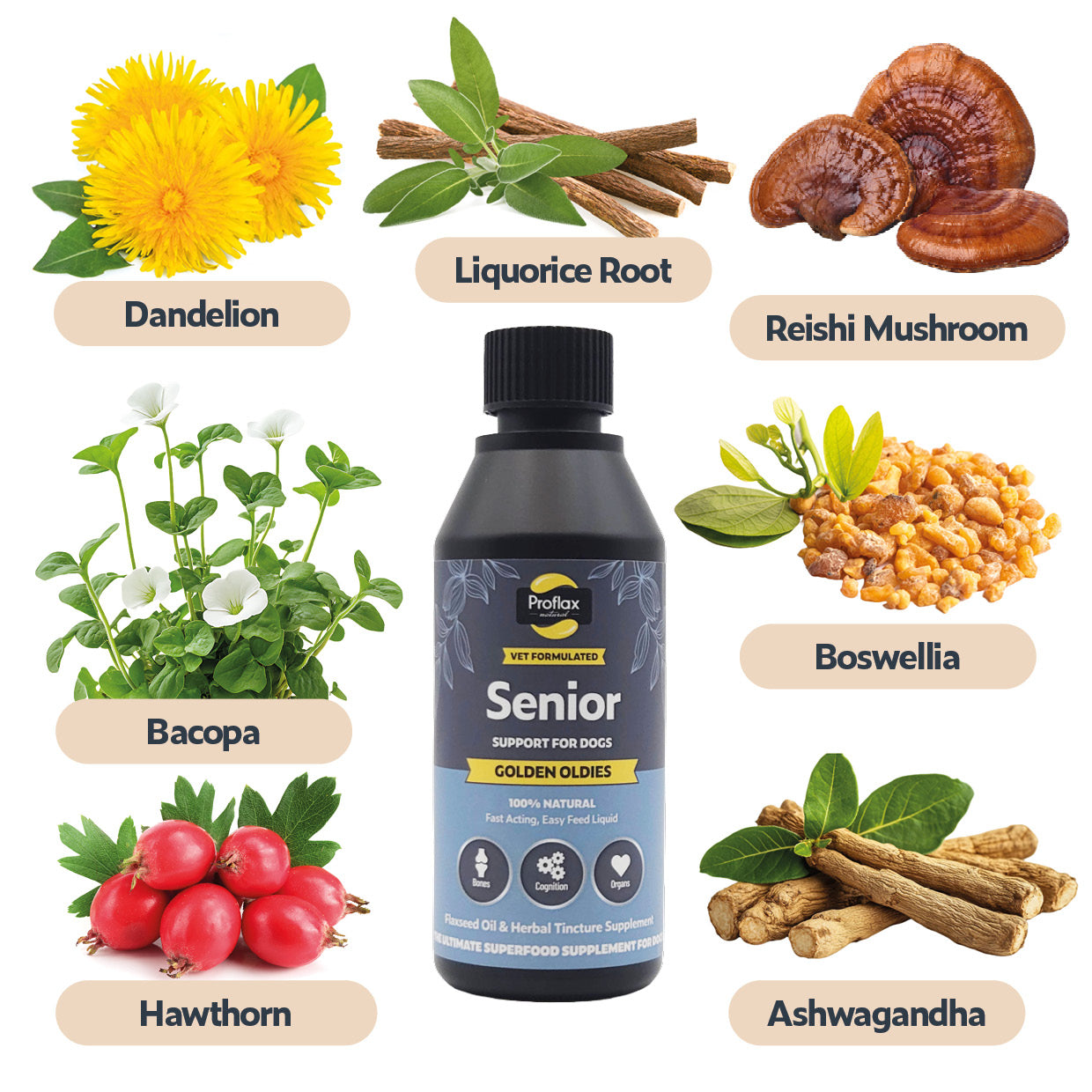 Senior Complete Blend for Dogs - Golden Oldies - Proflax