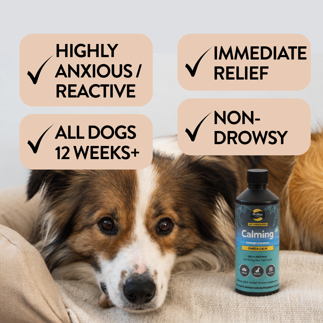 Calming Salmon Oil for Highly Anxious Dogs - Omega Calm