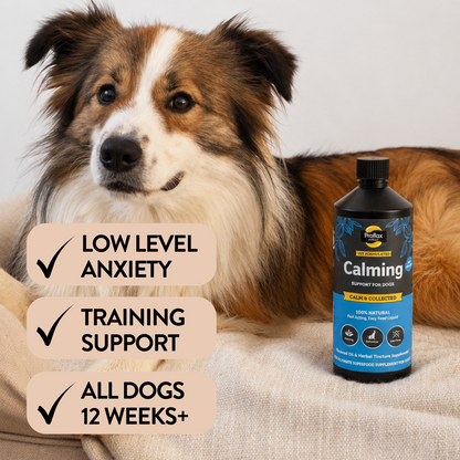 Calming Support for Mild Anxiety - Calm & Collected - Proflax