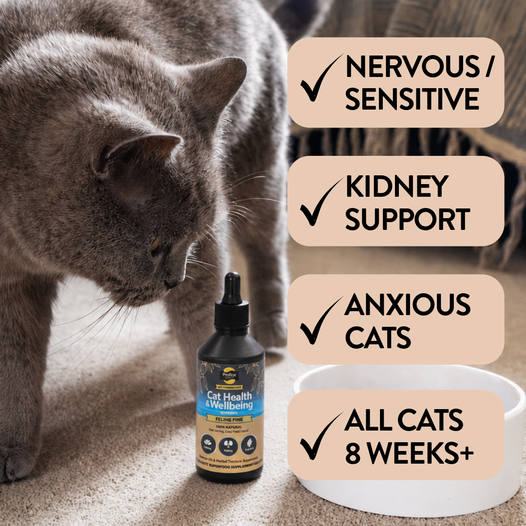 Salmon Oil Supplement for Cats - Feline Fine