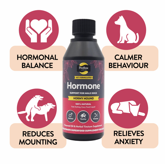 Hormone Balance for Male Dogs - Horny Hound