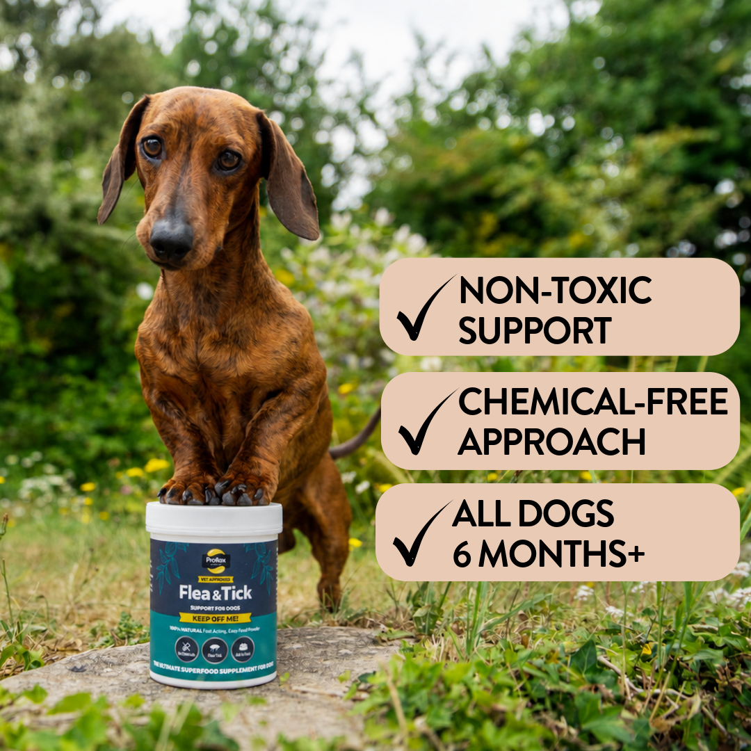 Natural Flea & Tick Support for Dogs - Keep Off Me! Powder - Proflax