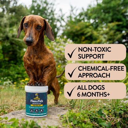 Natural Flea & Tick Support for Dogs - Keep Off Me! Powder - Proflax