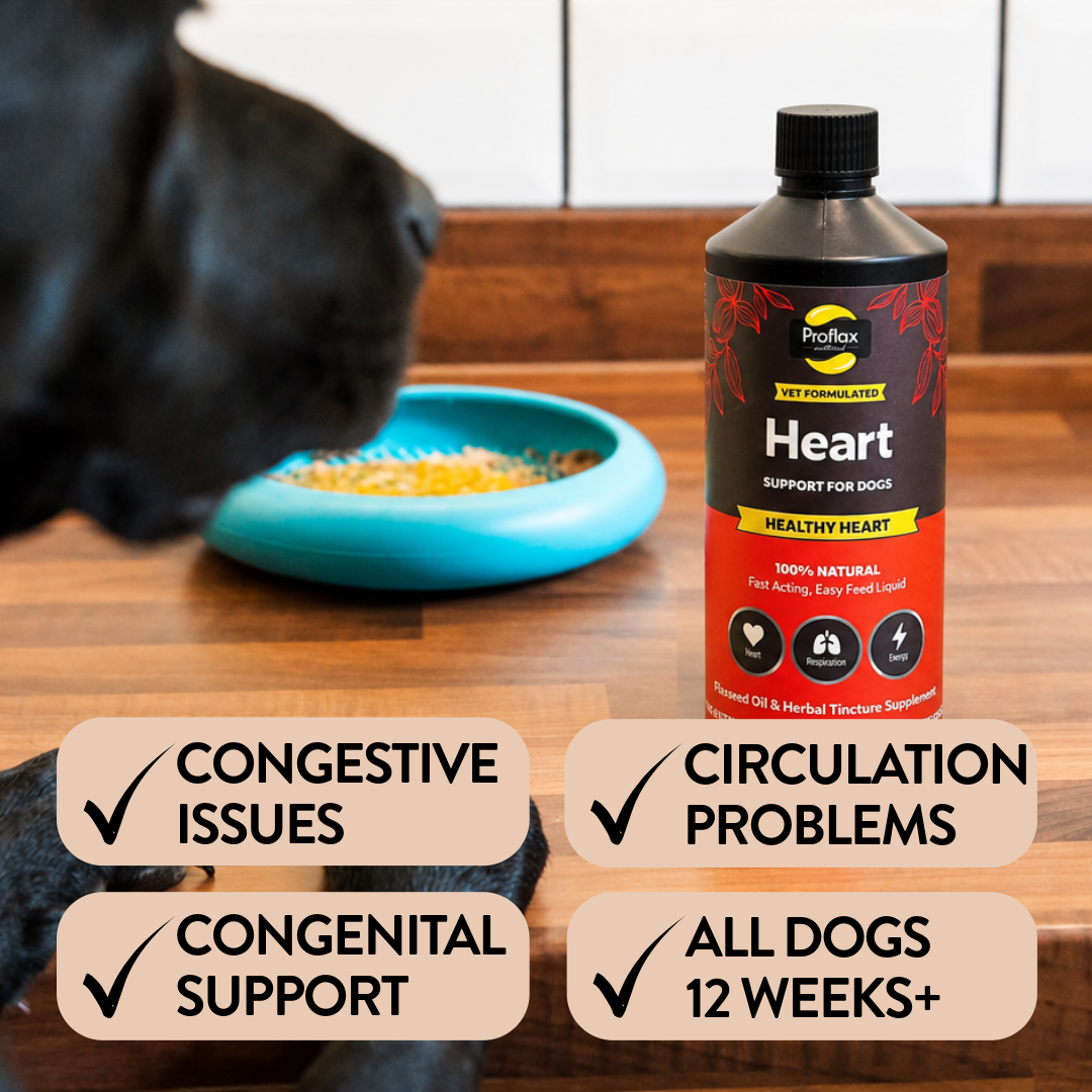 Heart & Circulation Support for Dogs - Healthy Heart - Proflax