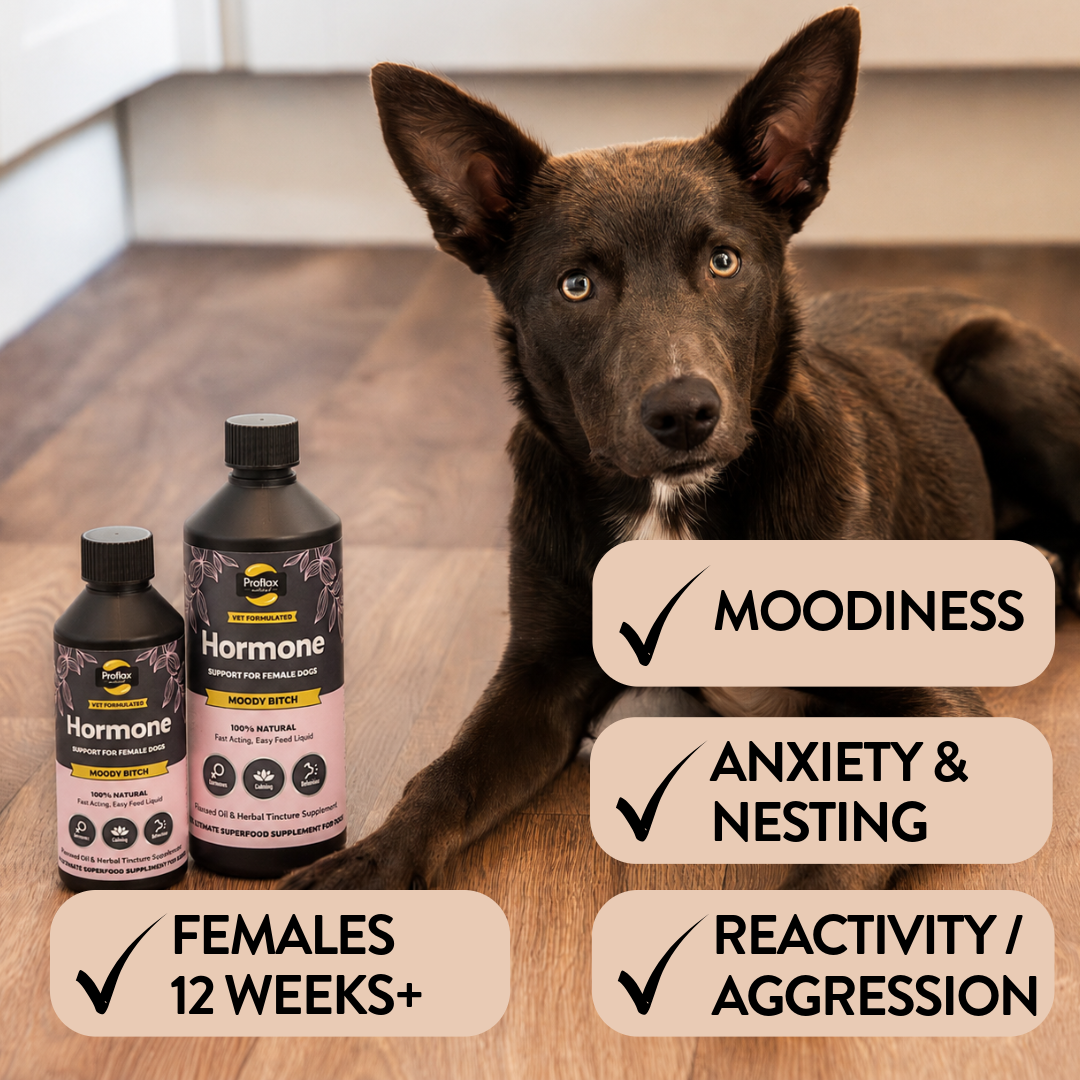 Hormonal Relief for Female Dogs - Moody Bitch