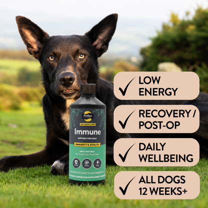 Immune & Energy Support for Dogs - Proflax