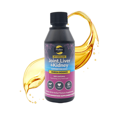 Salmon Oil for Joint & Mobility Support - Omega Bounce