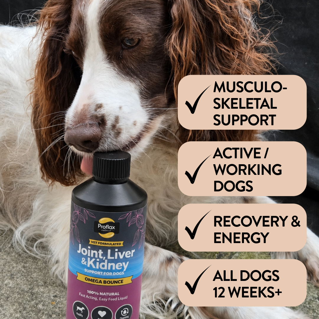Salmon Oil for Joint & Mobility Support - Omega Bounce