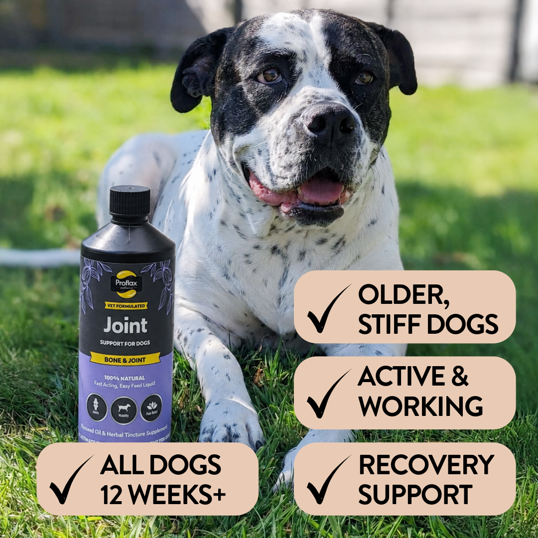 Bone, Joint & Mobility Support for Dogs - Proflax