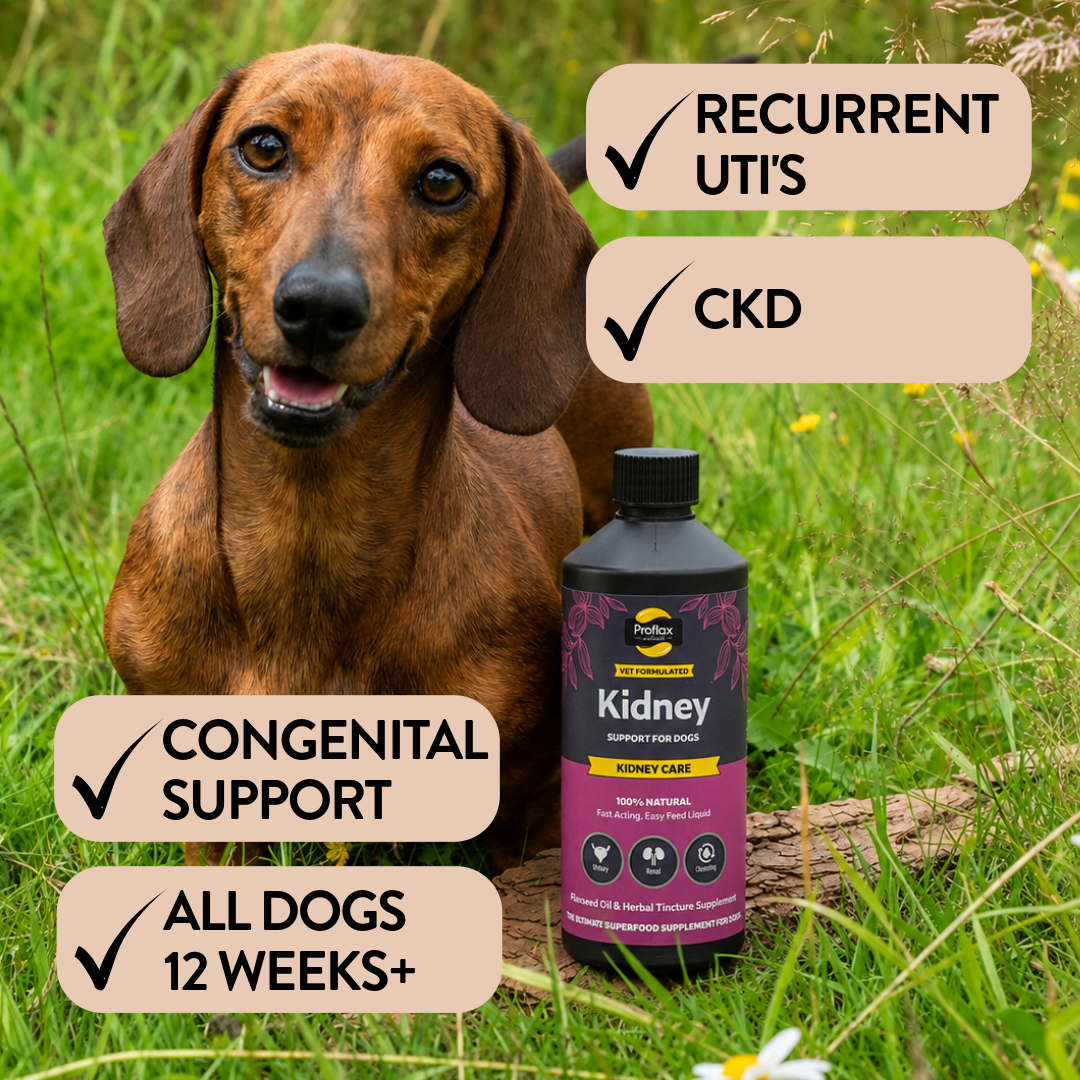 Kidney & Urinary Support for Dogs - Kidney Care - Proflax