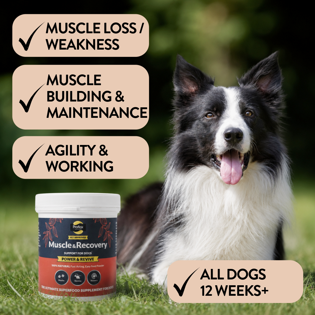 Muscle & Recovery Support for Dogs - Power & Revive - Proflax