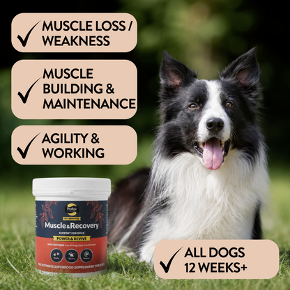 Muscle & Recovery Support for Dogs - Power & Revive - Proflax