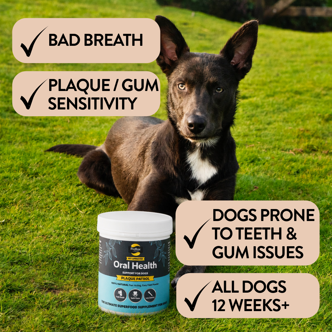 Healthy Teeth & Gums for Dogs - Plaque Patrol - Proflax