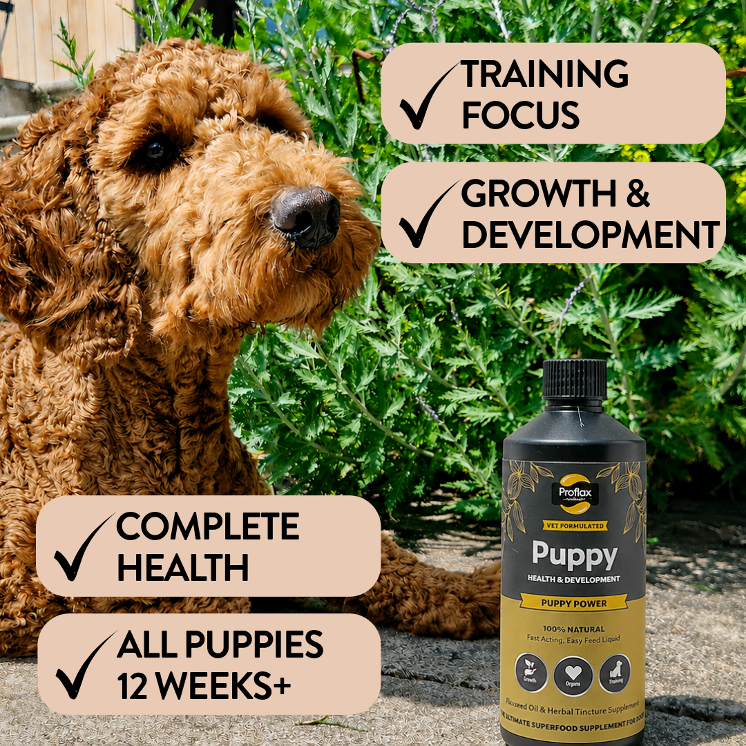 Puppy Digestion & Growth Support - Puppy Power - Proflax