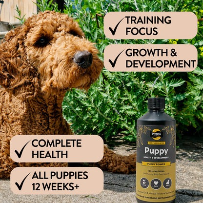 Puppy Digestion & Growth Support - Puppy Power - Proflax