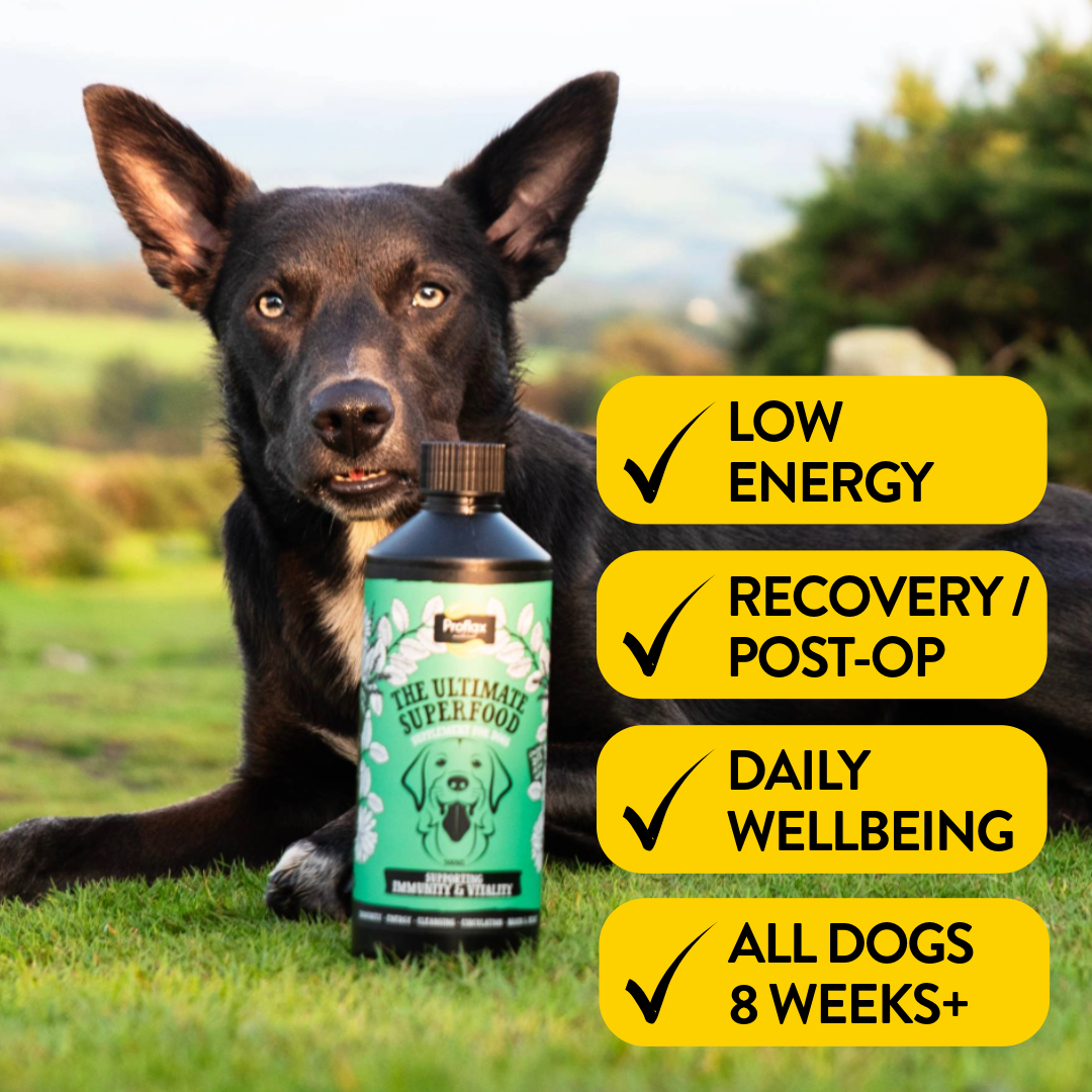 Immune & Energy Support for Dogs - Proflax