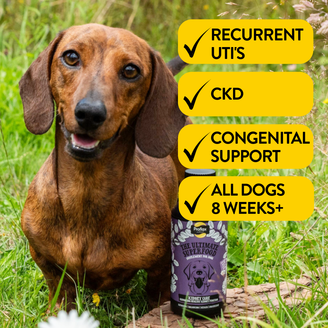 Kidney & Urinary Support for Dogs - Kidney Care - Proflax