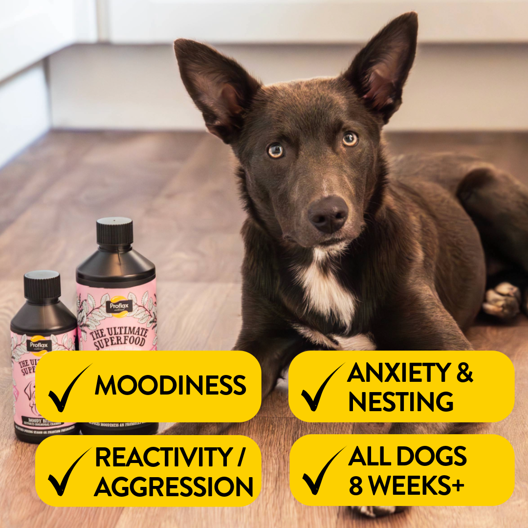 Hormonal Relief for Female Dogs - Moody Bitch - Proflax