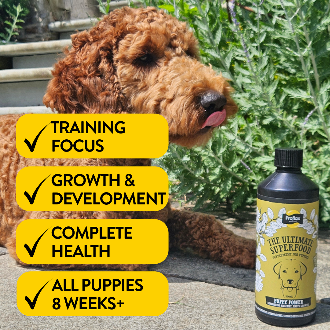 Puppy Digestion & Growth Support - Puppy Power