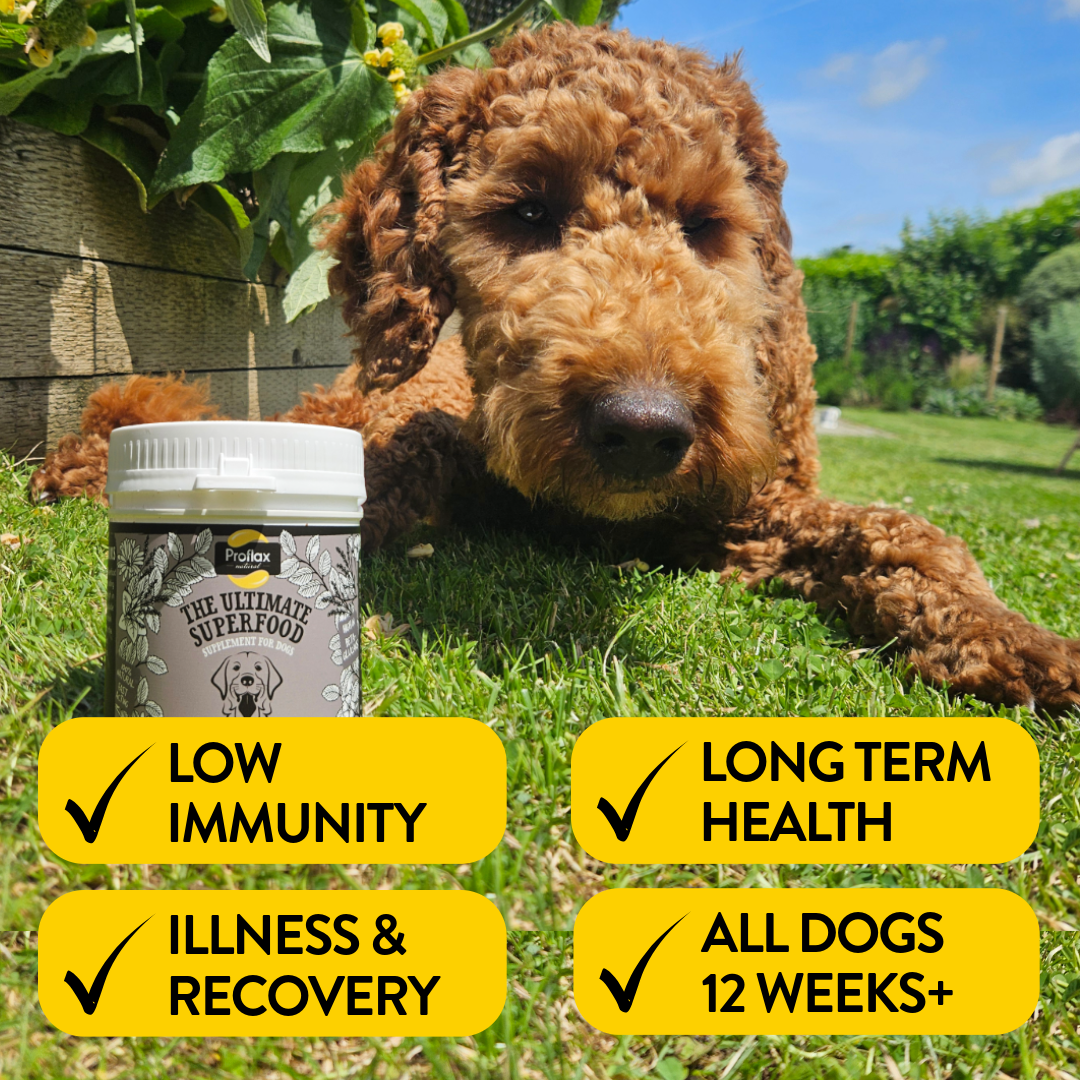 Immune Support for Dogs - Supreme Shrooms - Proflax