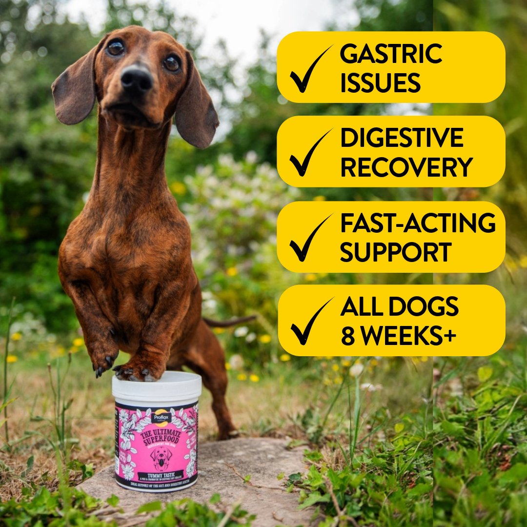 Pre & Probiotics for Dogs - Tummy Tastic - Proflax