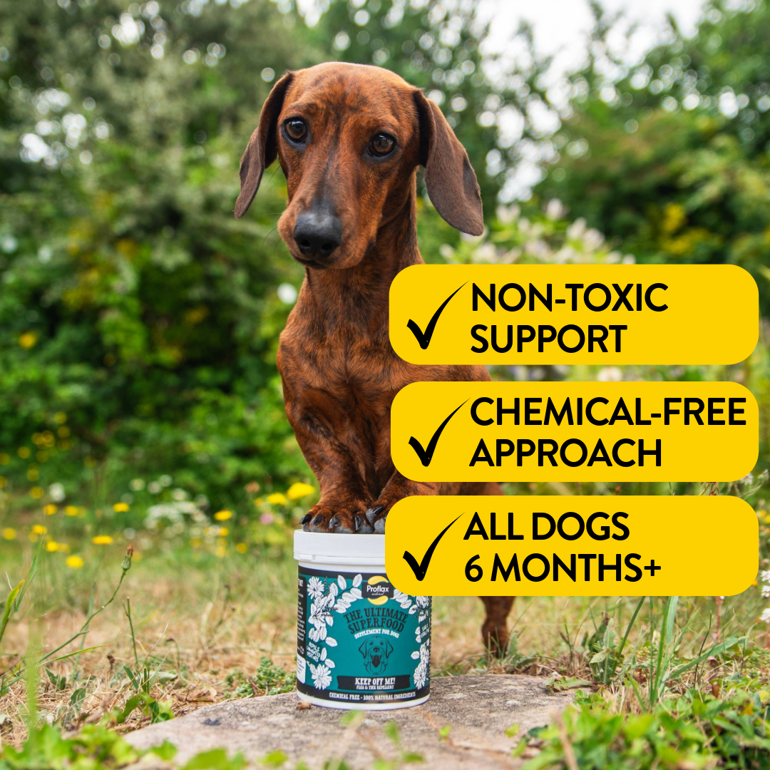 Natural Flea & Tick Support for Dogs - Keep Off Me! Powder - Proflax