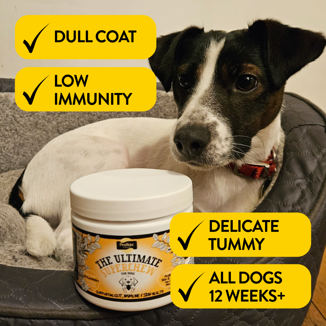 Soft Chews for Functional Support - Skin, Gut & Immune - Proflax