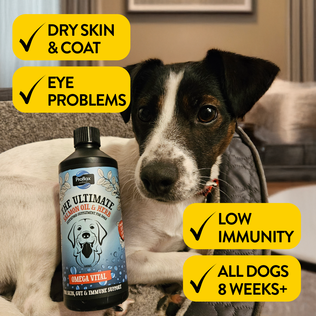 Salmon Oil for Skin & Gut Health - Omega Vital - Proflax