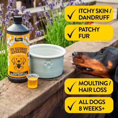 Skin & Coat Support for Dogs - Proflax