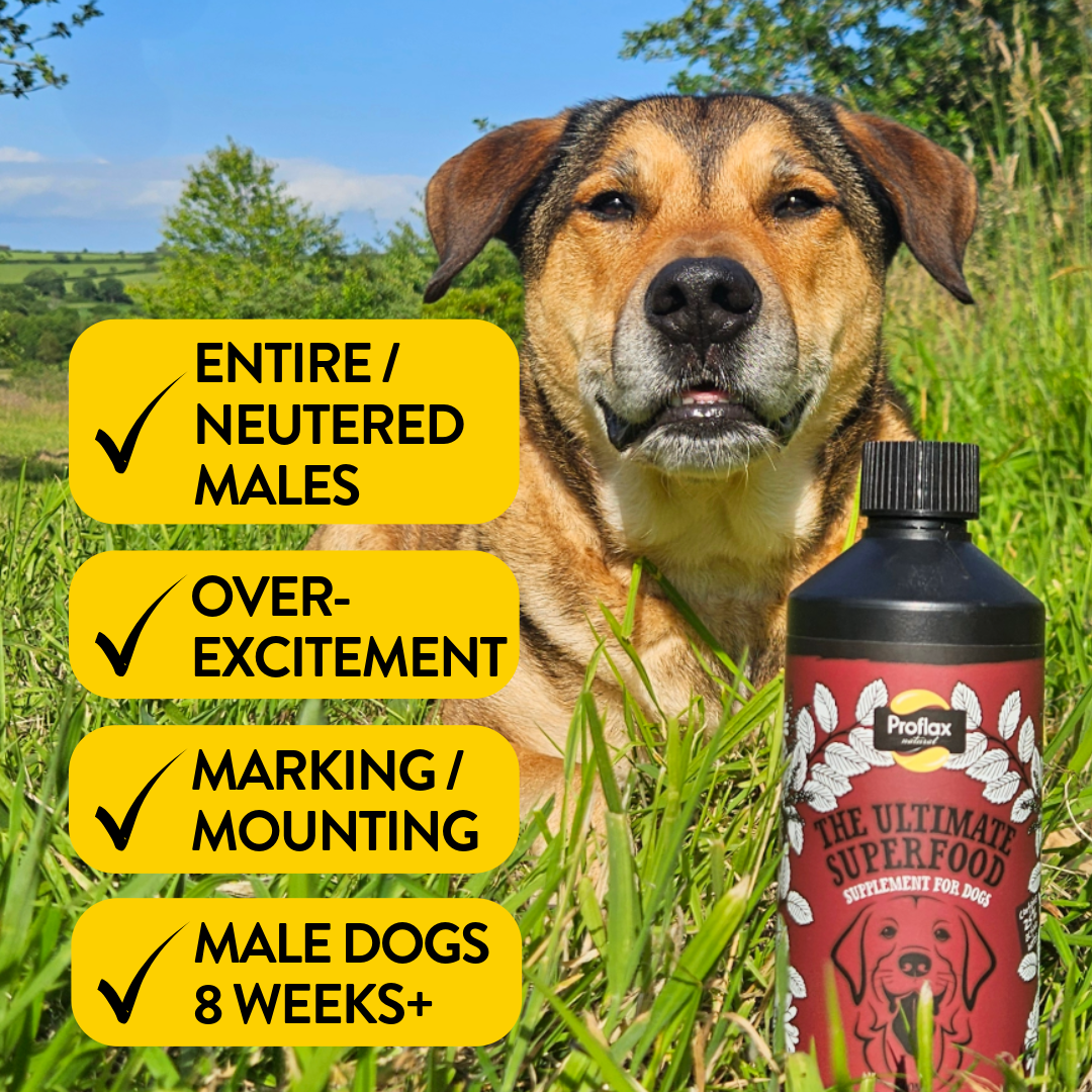 Hormone Balance for Male Dogs - Horny Hound - Proflax