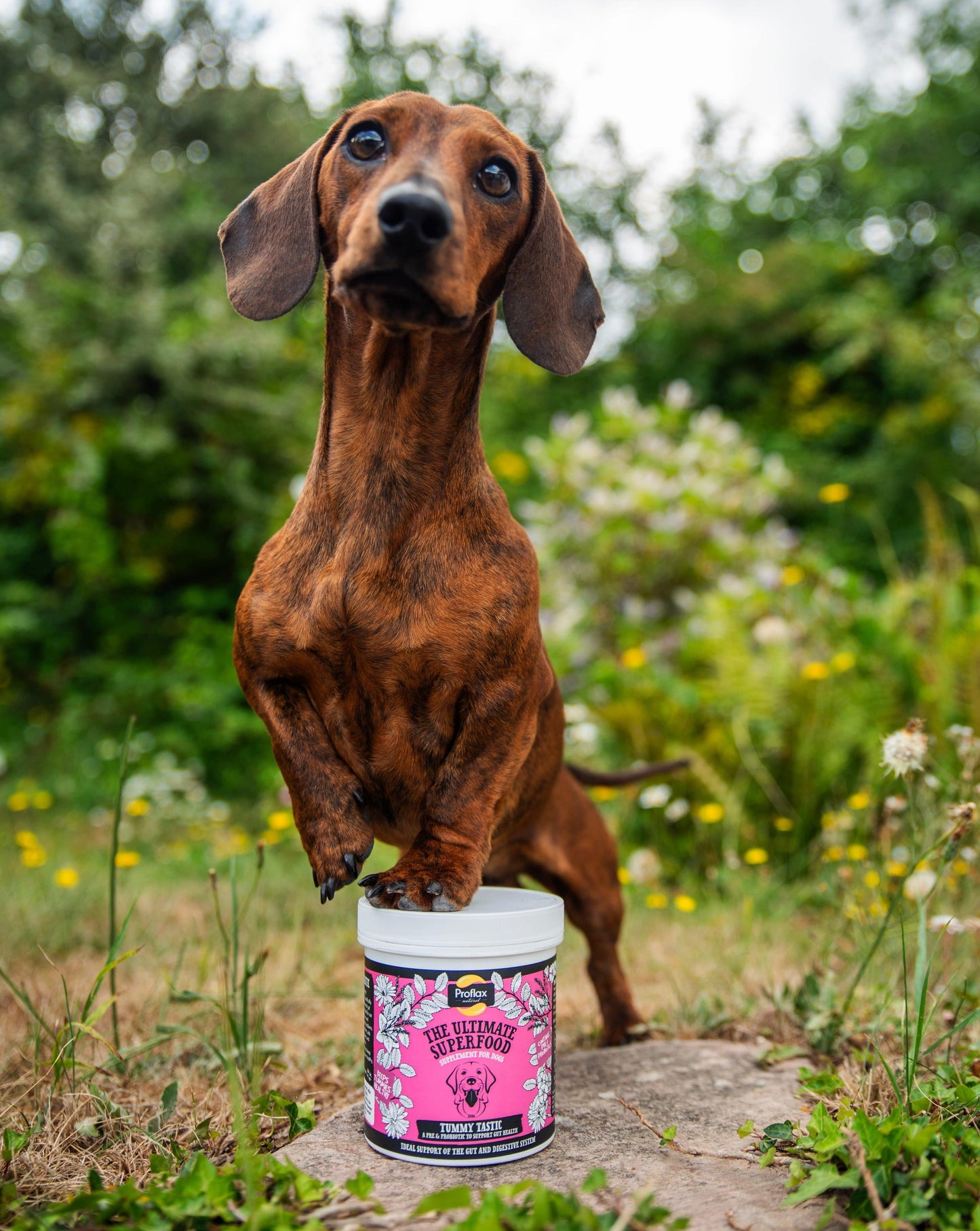 Proflax Tummy Tastic for Dogs
