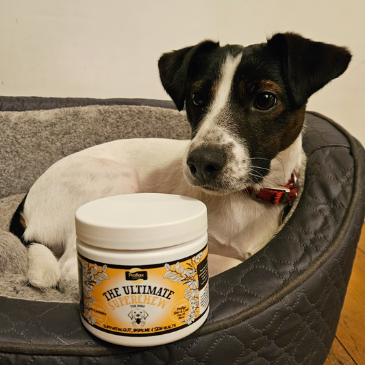 Soft Chews for Functional Support - Skin, Gut & Immune