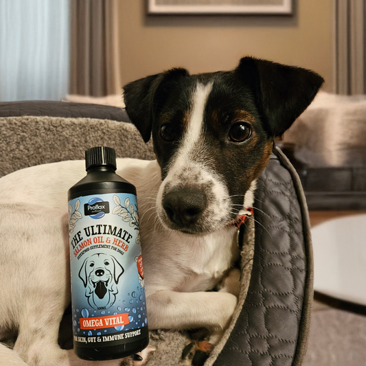 Salmon Oil for Skin & Gut Health - Omega Vital